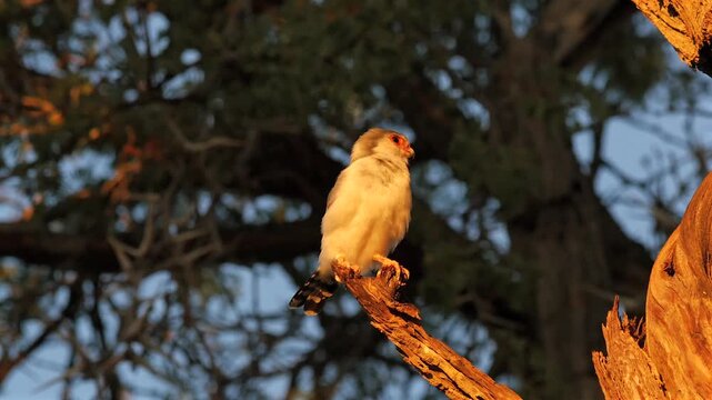 african pygmy falcon on branch under the nest of sociable weaver nest where he also nests 3