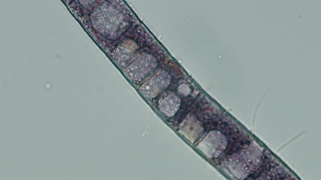 Bangia sp. red algae cell detail at 50x brightfield microscopy