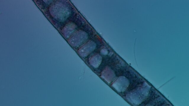 Bangia sp. red algae cell detail at 50x Nomarski DIC microscopy