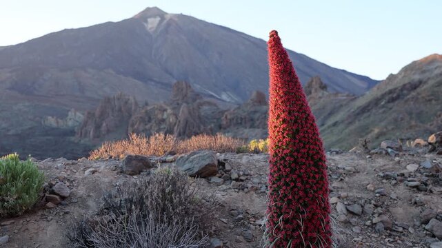 Tajinaste flower with Mount Teide volcano