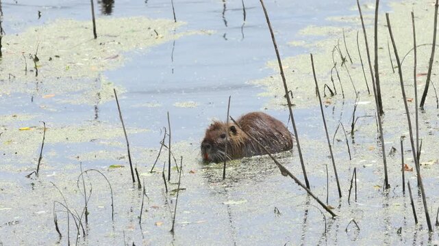 Nutria in a shallow lake surrounded by reeds and duckweed, orange teeth of the nutria, nutria looking around, brown fur of the nutria, whiskers of the rodent, rodent in the pond, Myocastor coypus