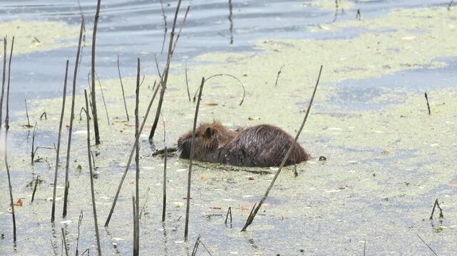 adult coypu and a young one in a shallow lake, surrounded by reeds and duckweed, coypu family, coypu feeding, brown fur of the coypu, whiskers of the rodent, rodent in the pond, Myocastor coypus