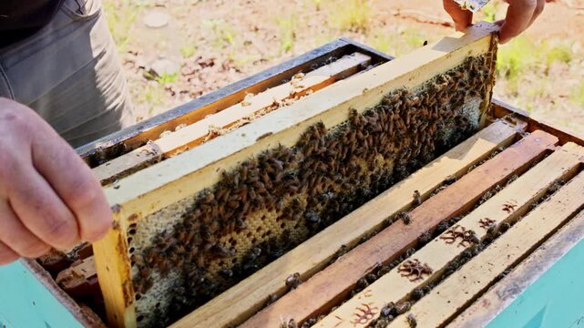 Bees work on honeycomb in garden during bees are looking after brood