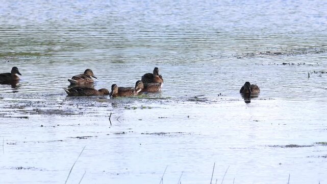 A flock of female mallards in the lake, the ducks eat algae on the water's surface, waterfowl search for food, the sun shines on the splashing ducks, waves, Anas platyrhynchos