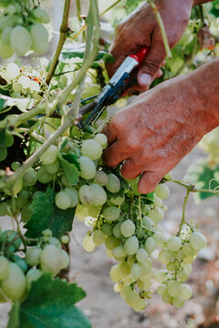 View of the wrinkled hands of a worker using red-handled pruning shears to harvest clusters of ripe white grapes in a sunlit vineyard in Banostor, Vojvodina, Serbia.