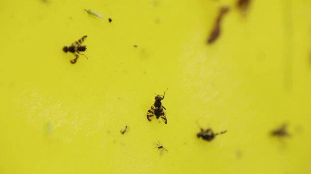 Macro shot showing a living Cherry fly trying to escape a yellow adhesive paper trap, struggling among other dead insects in a desperate attempt to free itself from the powerful glue