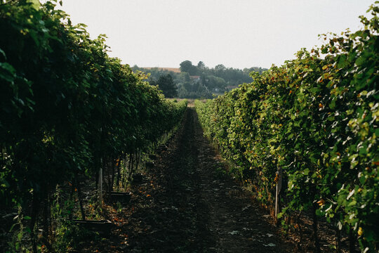 View of lush green vineyard rows with a dirt path leading towards distant hills under a clear sky Banostor, Vojvodina, Serbia.