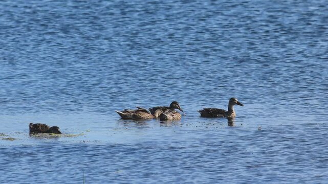 flock of female mallards swims on the lake, female mallards feed on algae on the water's surface, ducks search for food, glossy plumage, the sun shines on the splashing duck, waves, Anas platyrhynchos