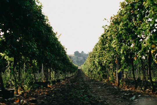 View of lush green grapevine rows in a vineyard with a dirt path leading towards the horizon under a bright sky in Banostor, Vojvodina, Serbia.