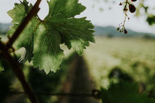 View of a vibrant green grape leaf in a lush vineyard with blurred rows of vines and rolling hills in the background Banostor, Vojvodina, Serbia.