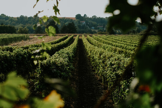 View of lush green vineyard rows stretching towards rolling hills under a clear sky Banostor, Vojvodina, Serbia.