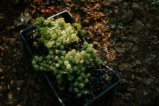 View of a black plastic crate filled with fresh green and purple grapes harvested in a vineyard on dry soil Banostor, Vojvodina, Serbia.