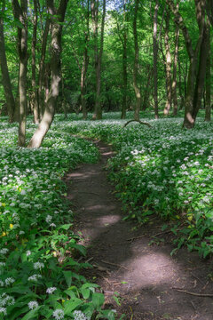 View of a winding dirt path through a lush forest floor covered in blooming white wild garlic flowers under a green tree canopy in Bukova, Trnava Region, Slovakia.