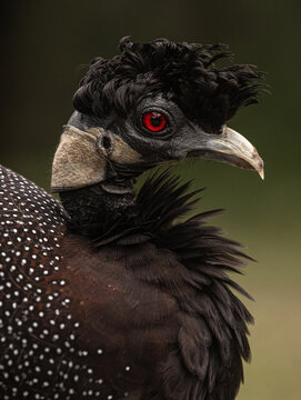 View of a crested guineafowl with its distinctive black curly crest and striking red eyes at Pafuri Picnic Site in Mopani District Municipality, Limpopo, South Africa.