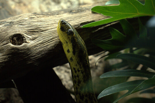 green tree boa snake resting on log with tropical plnts