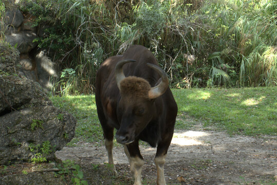 gaur bison side view in zoo