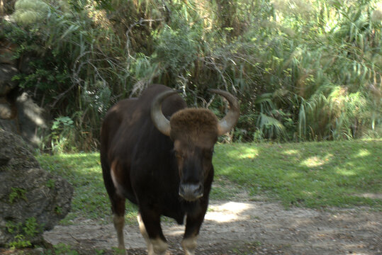 gaur bison facing front in the zoo
