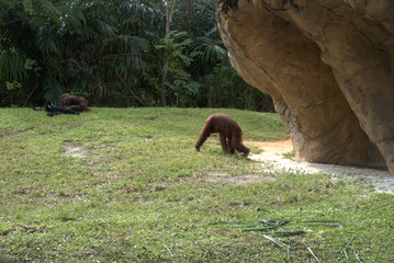 orangutan in zoo enclosure © Robert