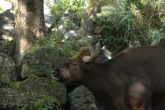 gaur bison with horns in the zoo