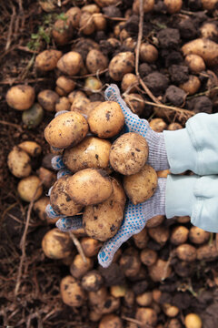 Potatoes in hands of farmer. Fertile soil. Hands in gloves. Large potato harvest. Harvesting potatoes. Potato tubers are dug out of ground. Farm with organic vegetables. Fresh organic products