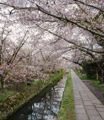 Fototapeta premium Cherry Blossoms Along Kyoto's Philosopher's Path in Spring