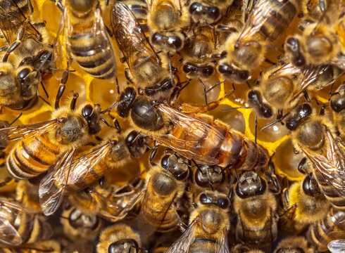 Queen bee the mistress of the colony of bees.