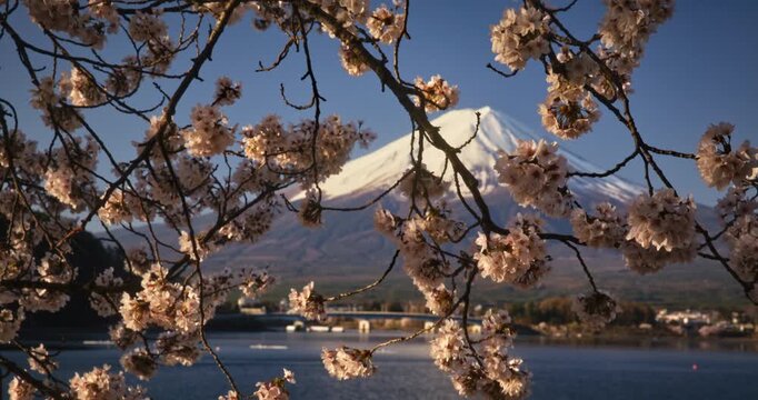Beautiful cherry blossoms in front of majestic mount fuji - tilting shot