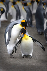 Obraz premium King Penguins on South Georgia Island