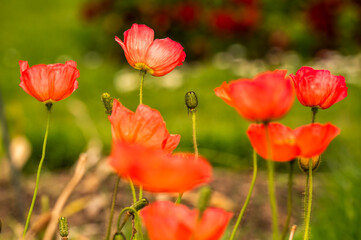 Obraz premium Red poppies blooming in the garden in summer.
