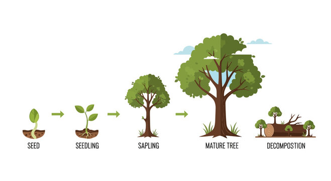 Tree Life Cycle: Seed, Seedling, Sapling, Mature Tree to Decomposition