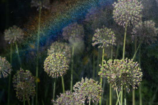 Faded ornamental garlic is being watered in the garden. In the sunshine, the water and the light create a rainbow. Drops of water dance across the scene.