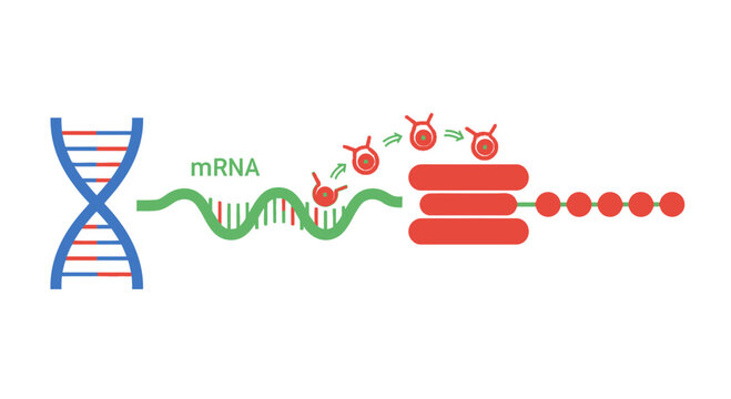 DNA Transcription to mRNA and Translation by Ribosome, Protein Synthesis