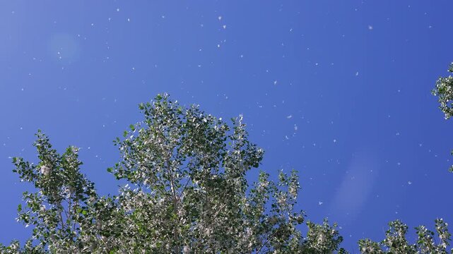 Cotton fluff flying through the sky in slow motion as it falls from the cottonwood trees in Utah.