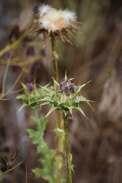 Milk thistle with Berry bug