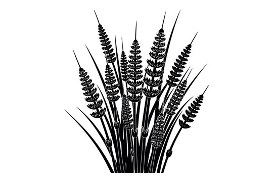 Silhouette of wheat or barley plants on white background