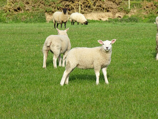 Obraz premium sheep in a field