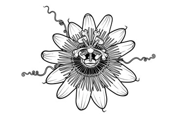 Bee collecting nectar from a flower silhouette © NusratJahan