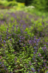 Obraz premium Field of blooming purple catmint flowers in summer park.