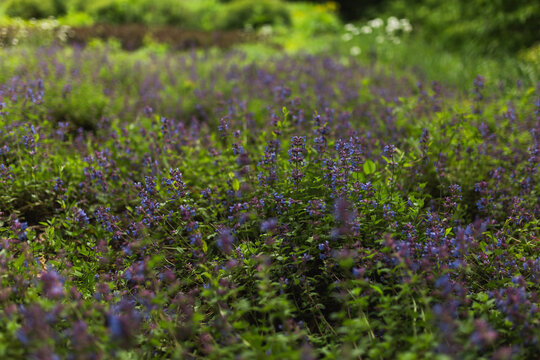 Fresh purple catmint flowers growing in summer meadow.
