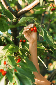 Female hand picking sweet ripe red cherries from tree branch in summer garden.