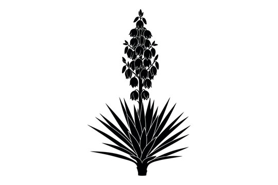 Silhouette of yucca plant with flower spike