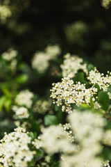 Obraz premium Clustering white flowers and buds on a green hedge shrub.