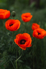 Obraz premium Beautiful red poppy flowers blooming on a dark green field background.
