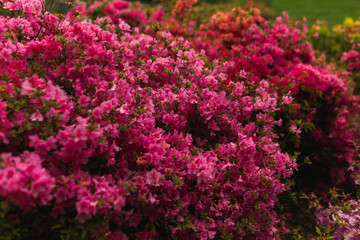 Glade of many bright pink azalea bushes blossoming in park. © Olga