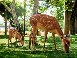 Obraz premium Doe and fawn sika deer grazing on green grass at Nara Park