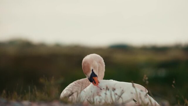 Swan birds grooming, white swans cleaning feathers, large waterfowl 