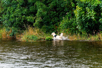 A golden retriever dog splashes in the water near a lush green bank. © Ray