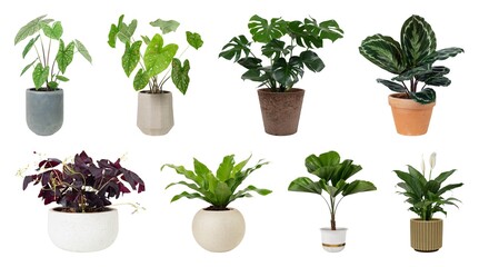 Fototapeta premium Diverse potted plants collection elements isolated on white