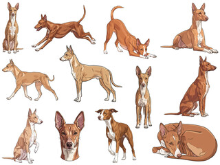 Fototapeta premium Cirneco dell’Etna dog 12 profile poses collection vector illustration