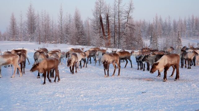Large herd of reindeer walking across snowy field in cold winter landscape. Animals searching for food in the vast, frozen siberian tundra with a sparse forest in the background